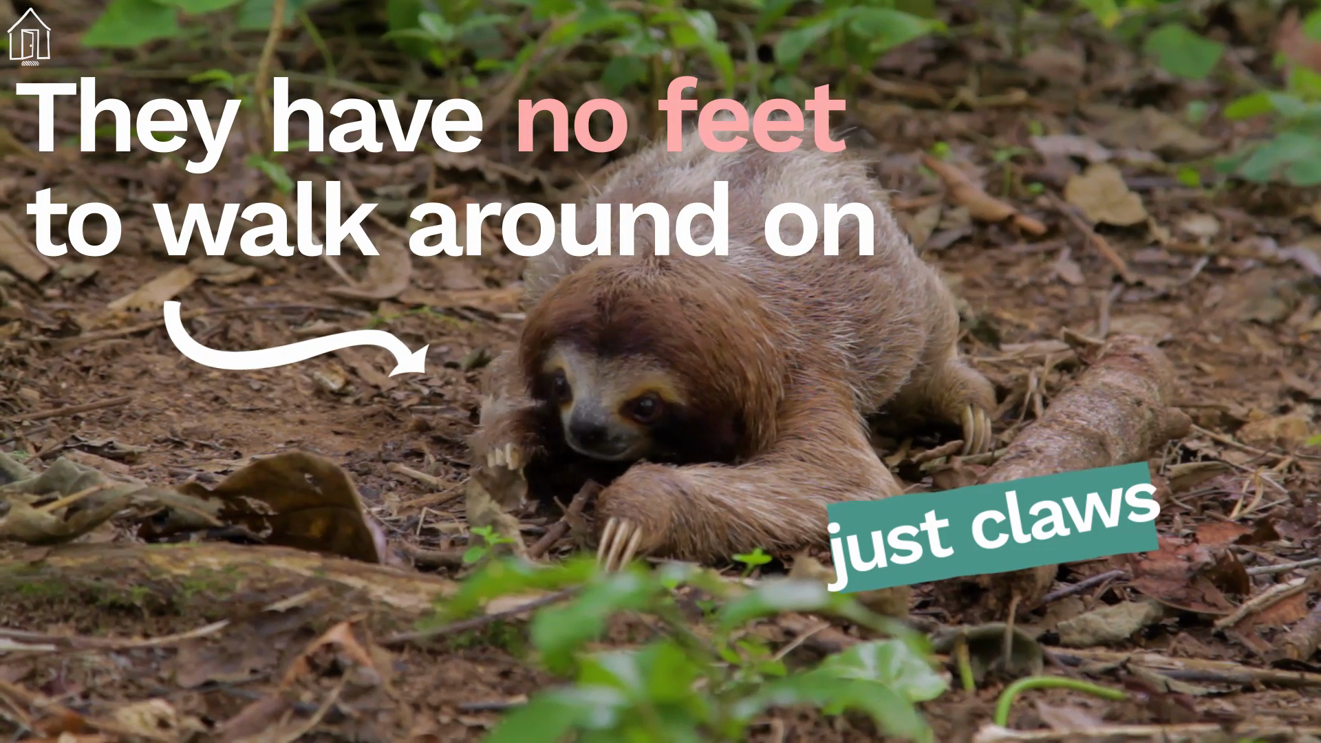 DotDash — Caring for Sloths